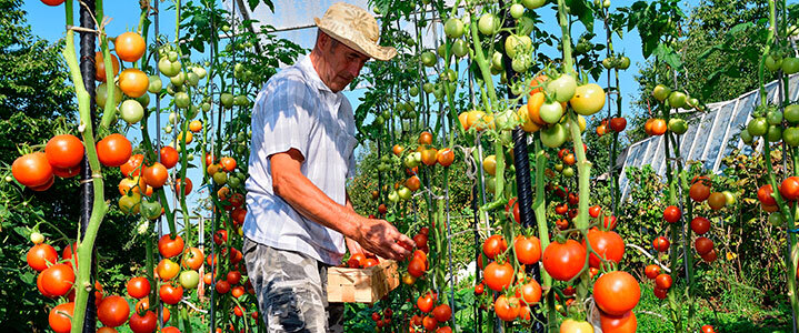 El programa Incorpora promou la contractació d’usuaris al sector agroalimentari de Lleida davant la crisi de la COVID-19